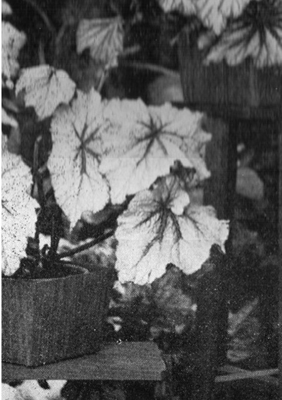 B. ‘Concha Alta’